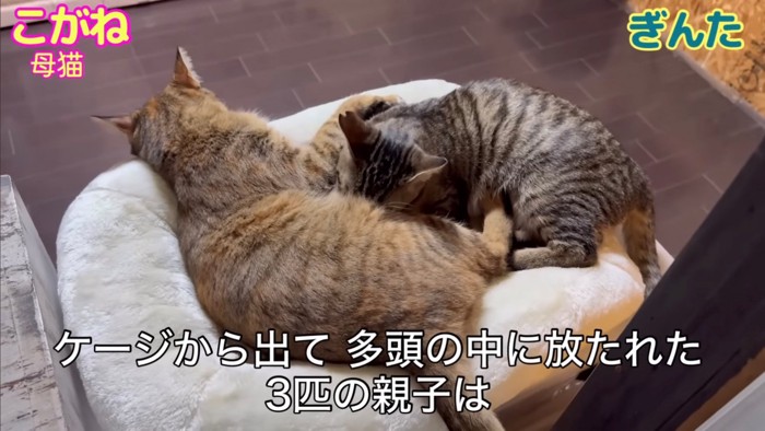 母猫に甘える子猫(灰)