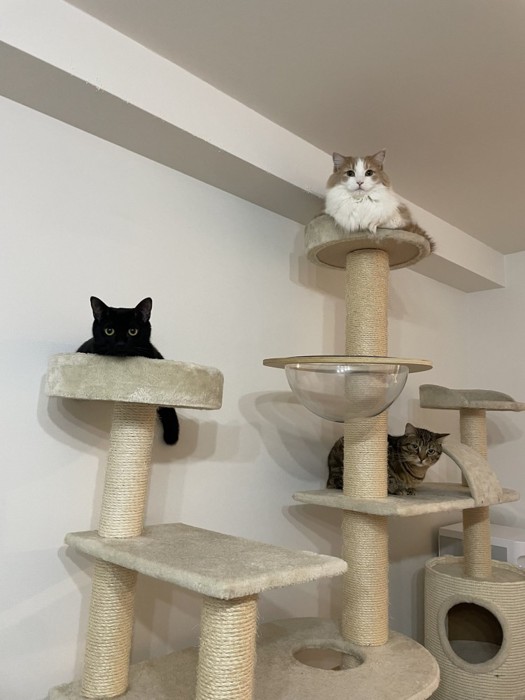 キャットタワーにいる猫たち