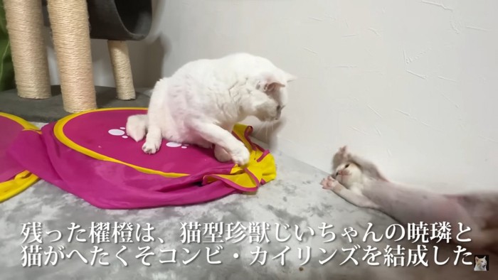 ひっくり返る保護子猫