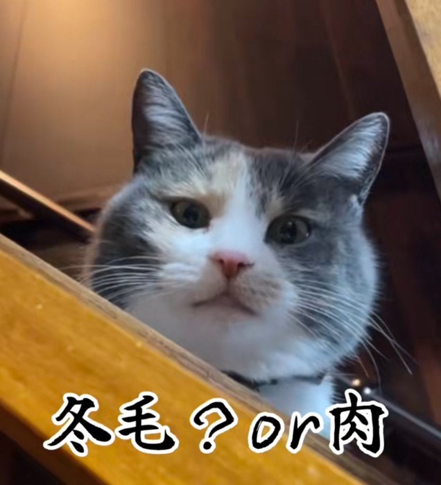 冬毛のにゃうちゃん