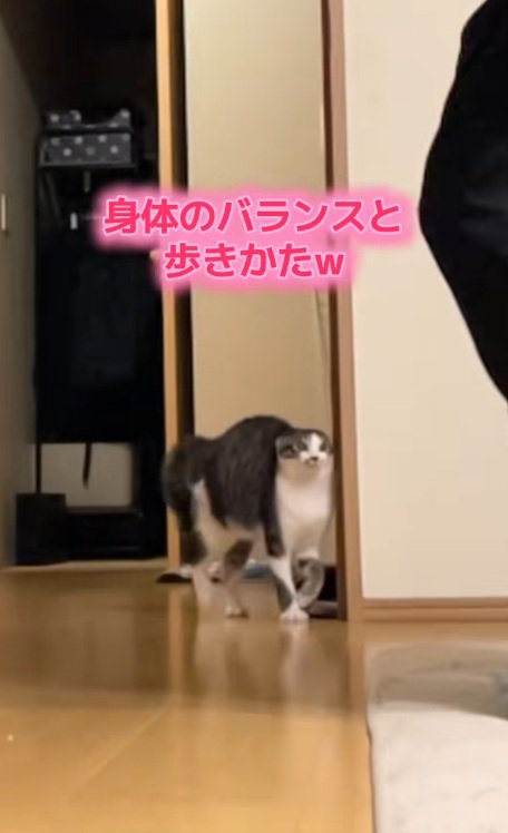 やんのかステップで飼い主についていく興奮気味の猫