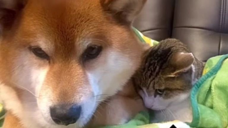 寄り添う猫と犬