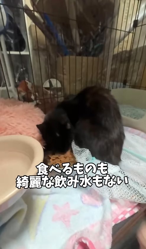 洗濯ネットに半分入ったままご飯を食べている黒猫