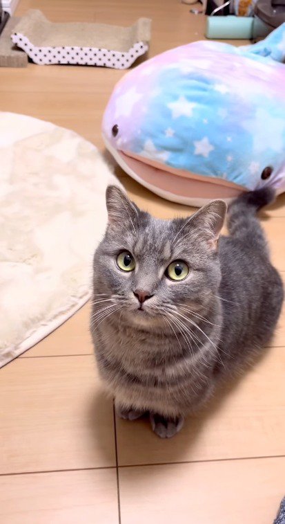 カメラを見つめる猫