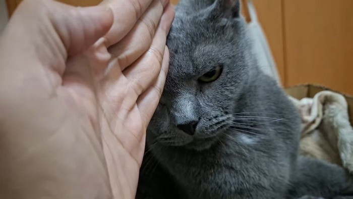 チョップ