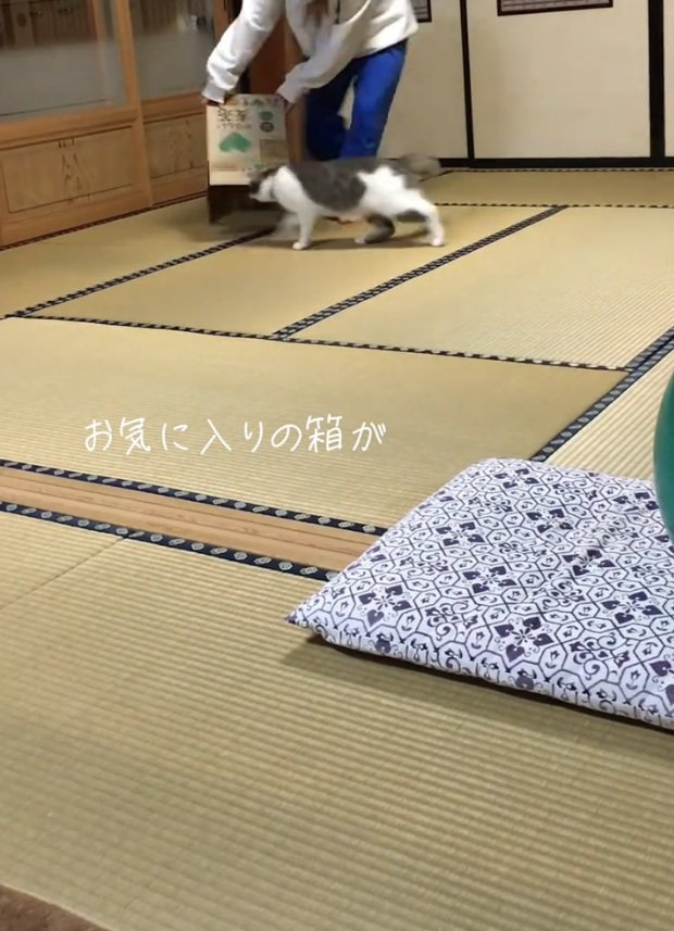 箱を追いかける猫