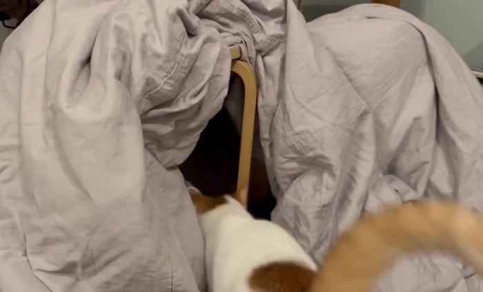 ふとんのトンネルに入っていく猫