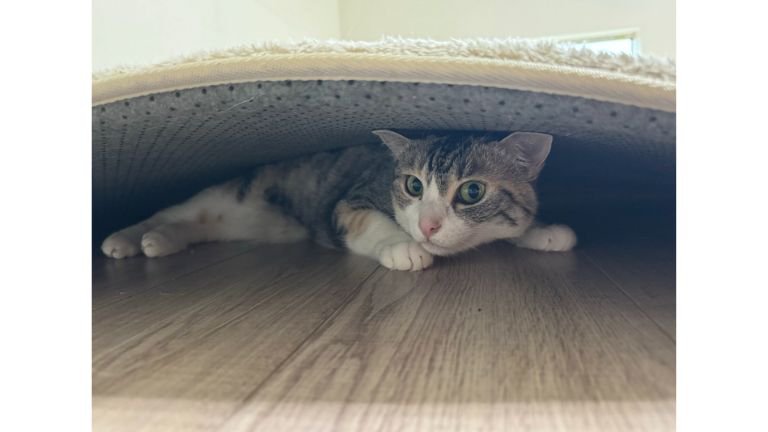 室内にいる猫