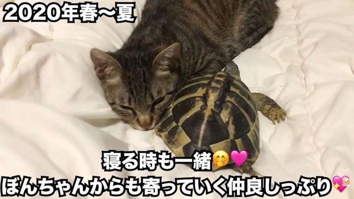 テロップ「寝る時も一緒~」