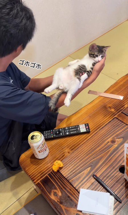 てのひらの上の猫