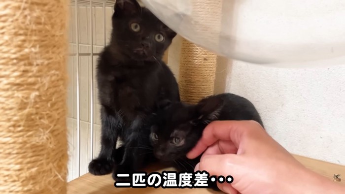 テロップ「2匹の温度差…」