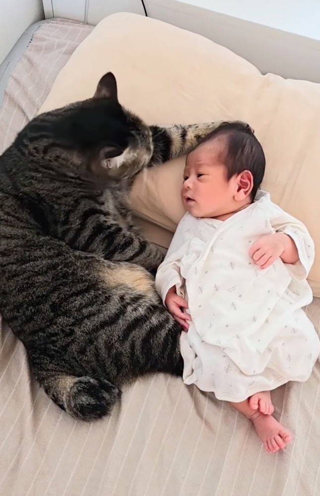 赤ちゃんに寄り添う猫