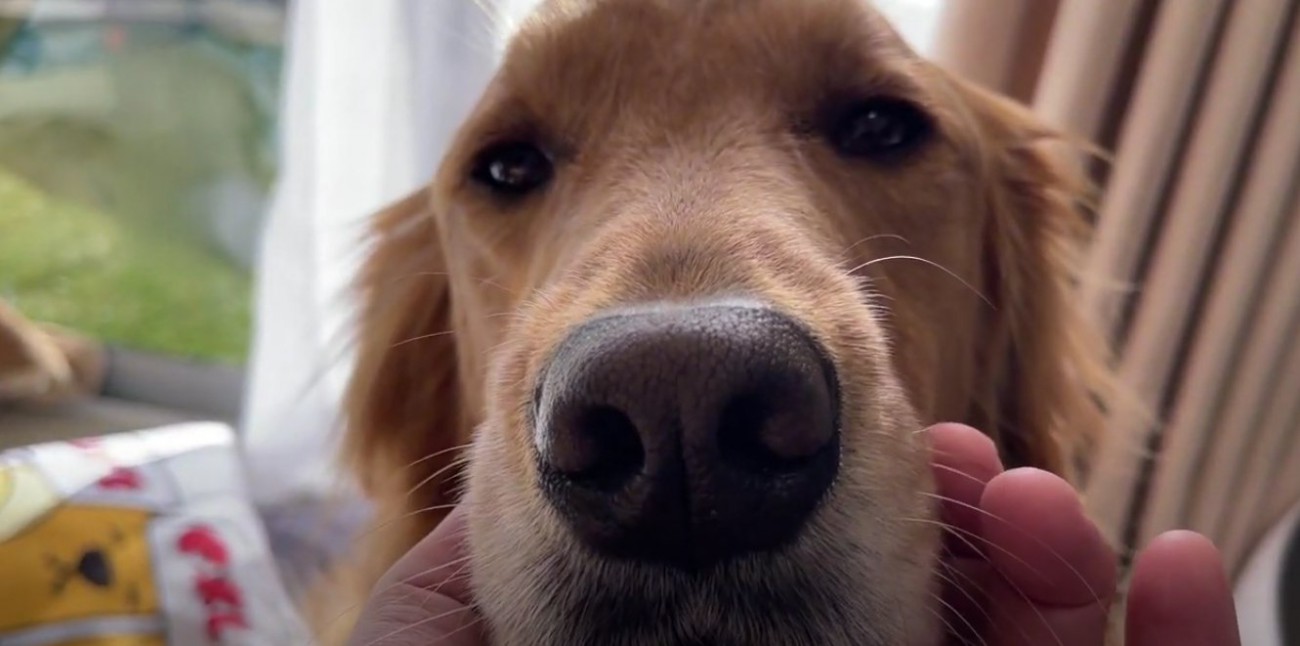 正面を見ている大型犬