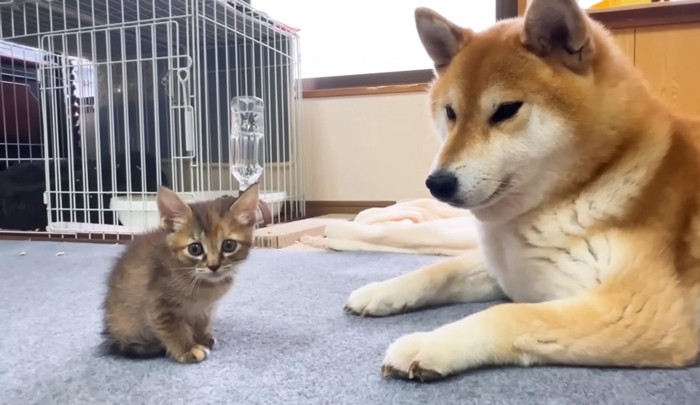 こちらを見る子猫1匹と犬