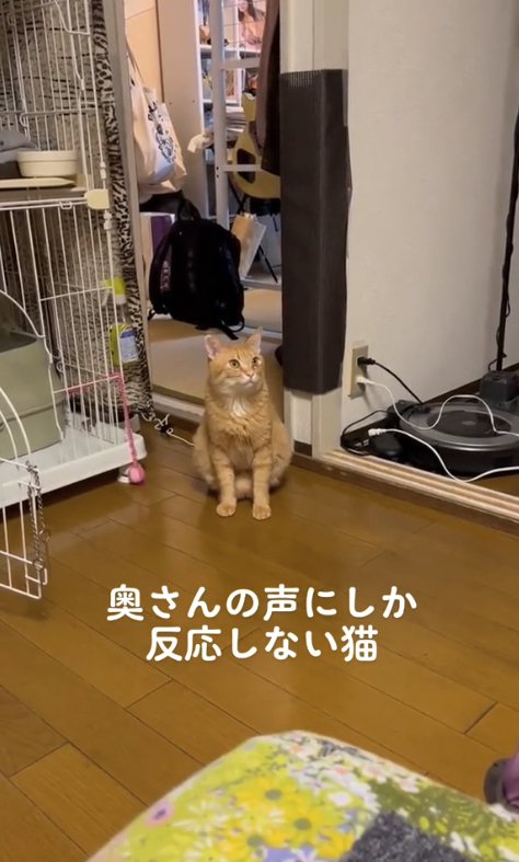 ケージの近くでお座りをして画面右側を見つめる猫