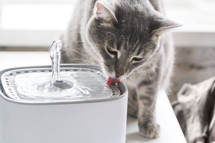 水を飲む猫
