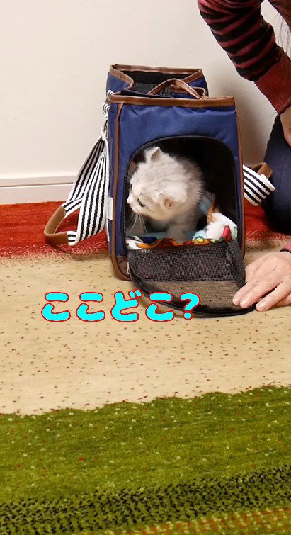 ペットキャリーから顔を出して周囲を確認する子猫