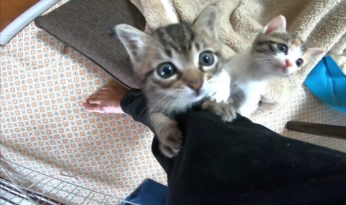 ドアップでしがみつくキジトラ猫