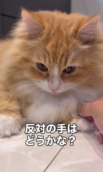 手にコインをのせた猫