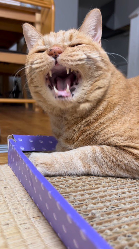 さっきよりも大きく口を開ける猫