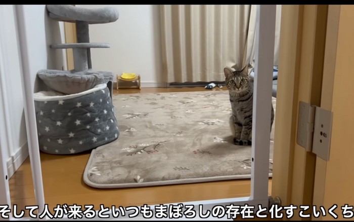 姿を現す猫