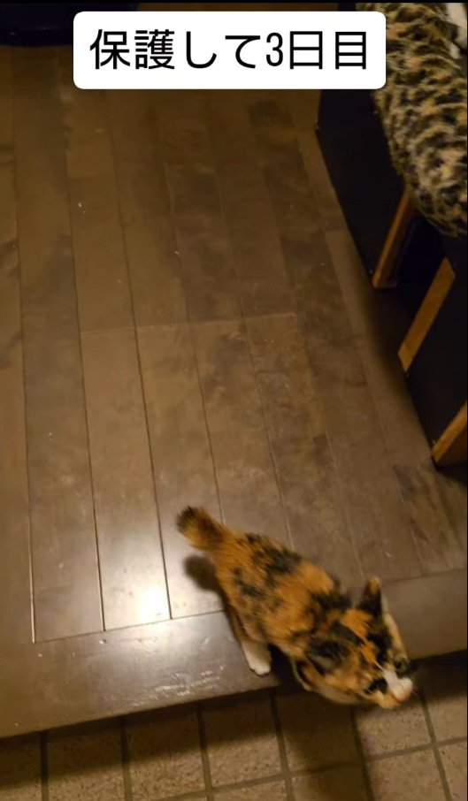 ご飯待ちをする子猫