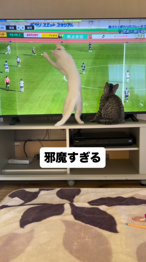 テレビ画面を体で覆う白猫に不満が出る飼い主