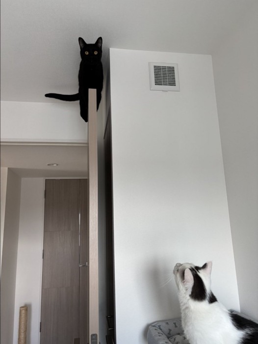 ドアの上に登っている黒猫