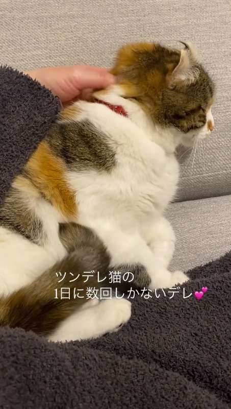 飼い主に首の後ろを撫でられる猫