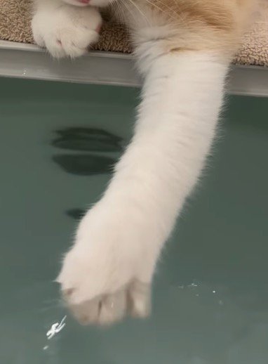 前足でお湯を触る子猫