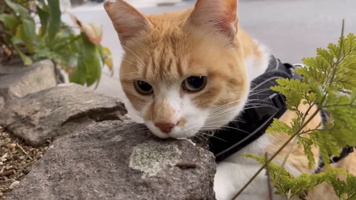 塀の上から顔を出す猫