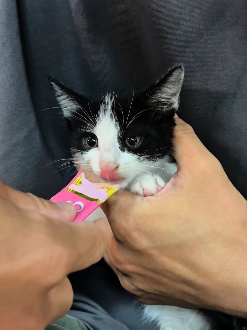 膝の上でちゅーるを差し出されて舌を出している子猫