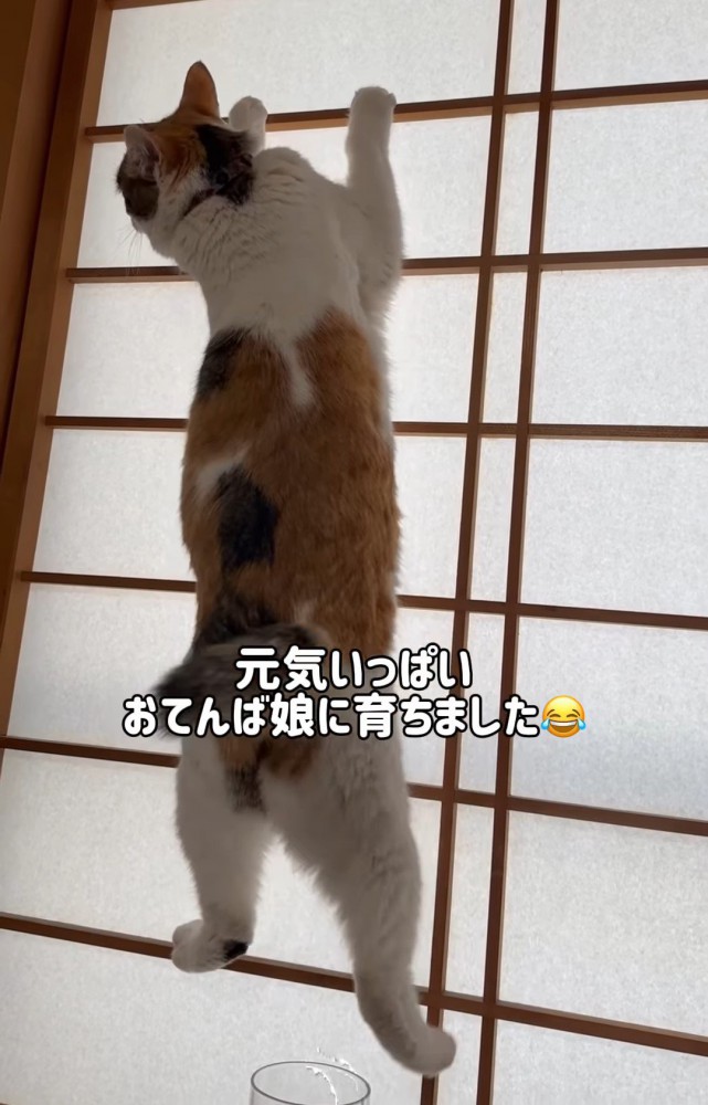 障子によじ登る猫