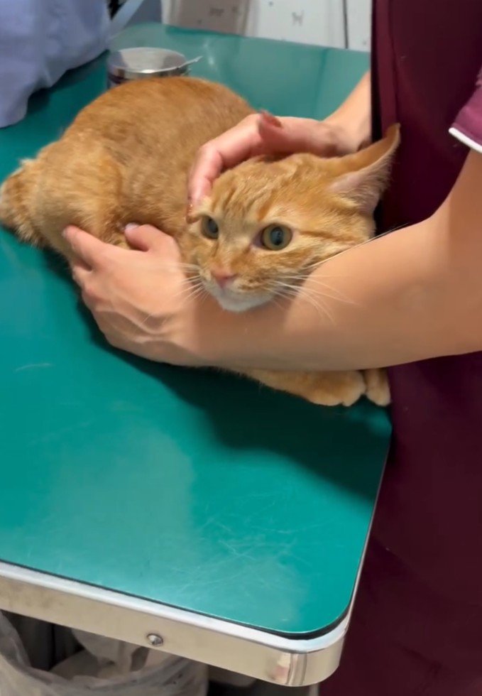 診察台上の茶トラ(両腕で包まれる)