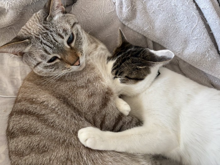 手をつなぐ2匹の猫