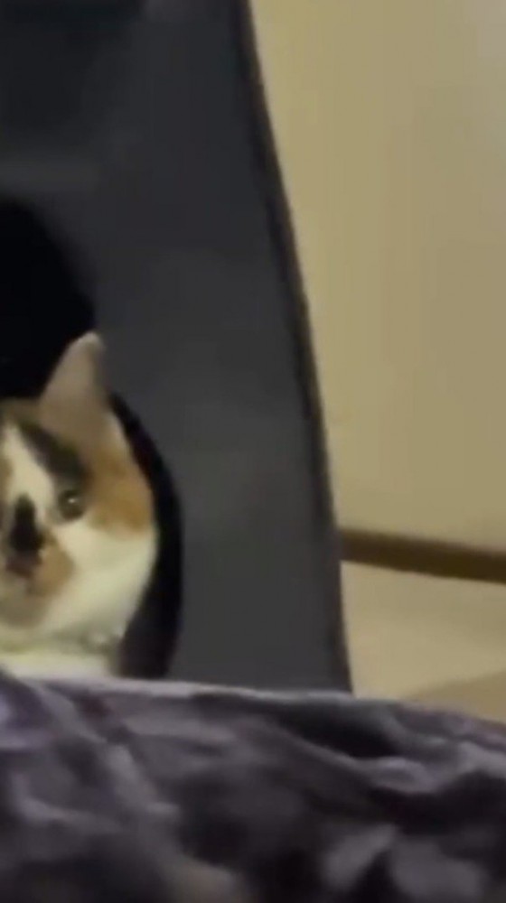 遠くから飼い主の方を見つめる猫