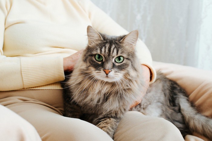 膝に乗る長毛猫カメラ目線