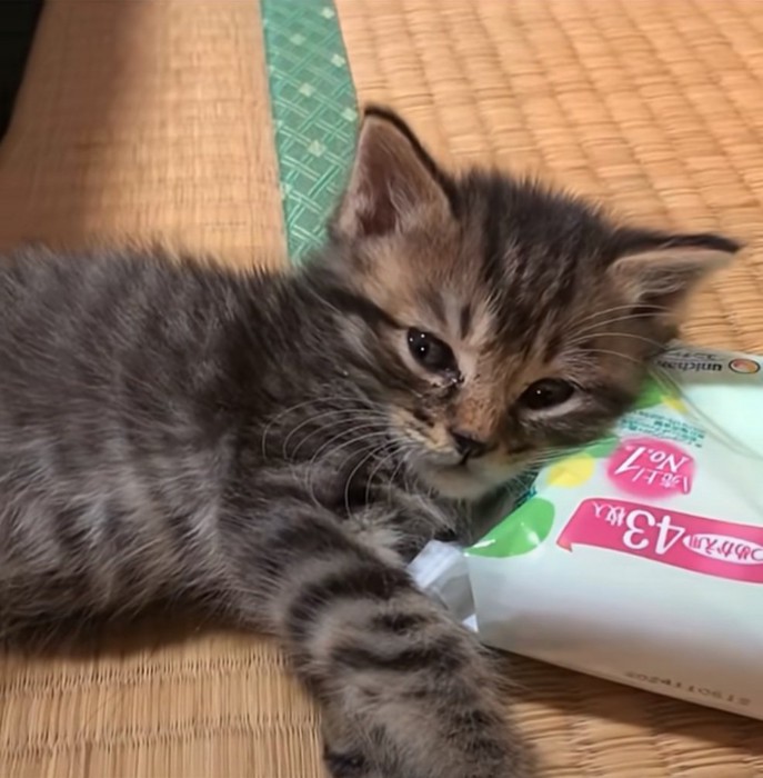 リラックスして寝転ぶ子猫