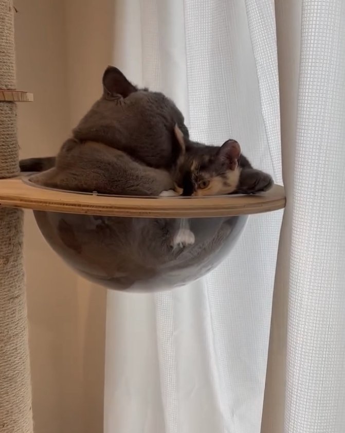 キャットタワーのボウルに入って子猫の毛づくろいをするグレー猫