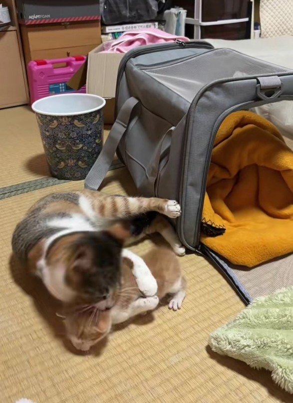 子猫を抱きしめる猫