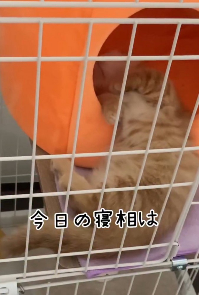 猫のケージに近づく飼い主