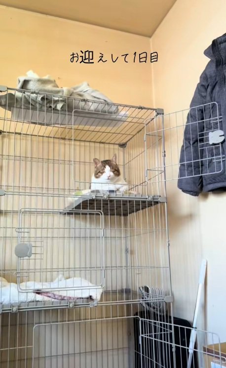 ケージの中にいる猫