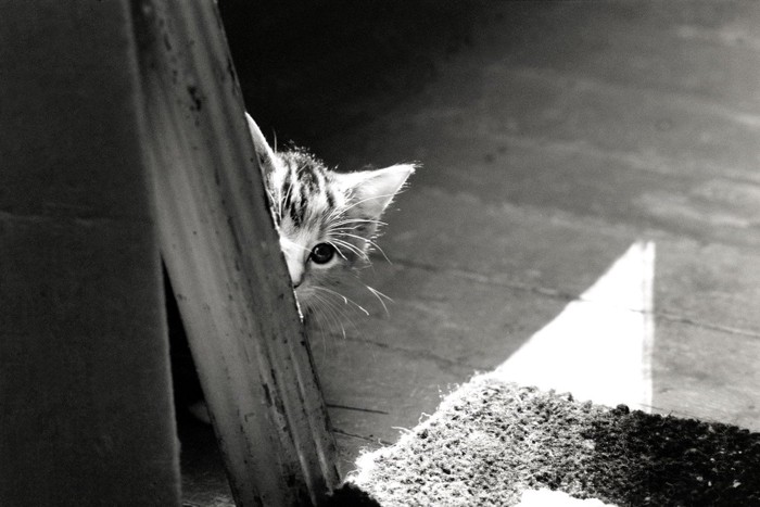 ビクビクと隠れる猫