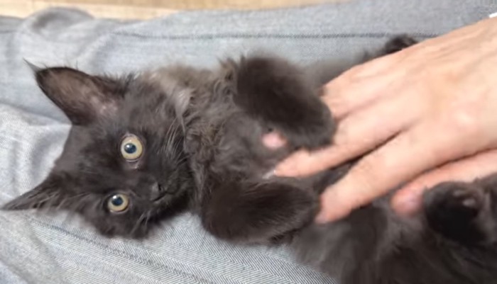 お腹を撫でられるベニちゃん