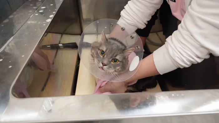 カメラ目線の猫