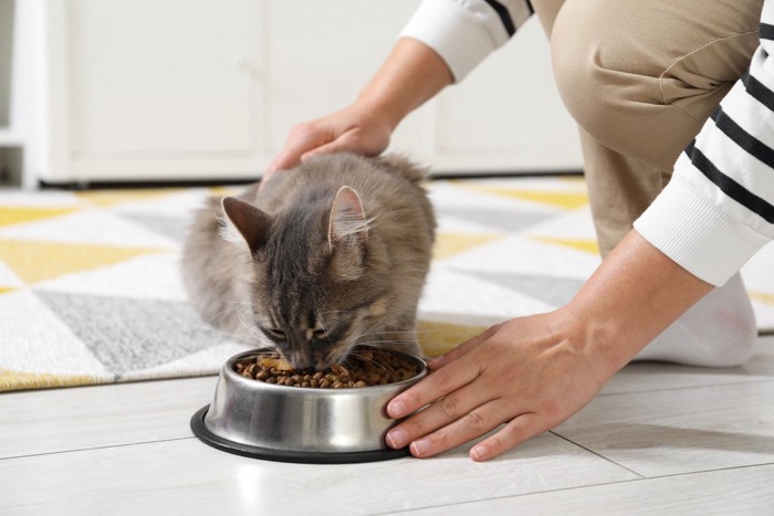 猫にごはんをあげる人