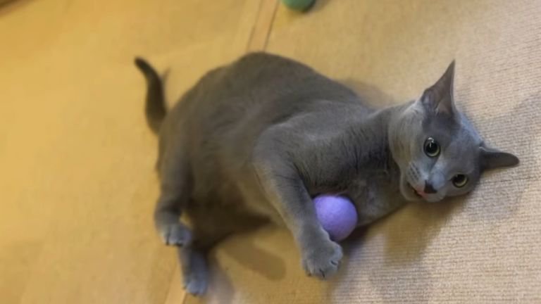 ボール遊びしている猫