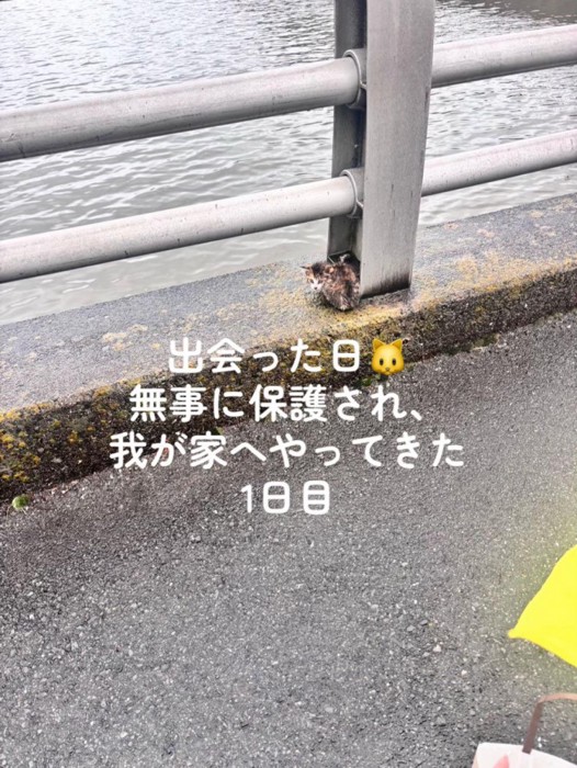 柵のそばにいる子猫