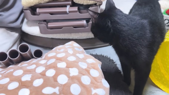 こたつを眺める黒猫