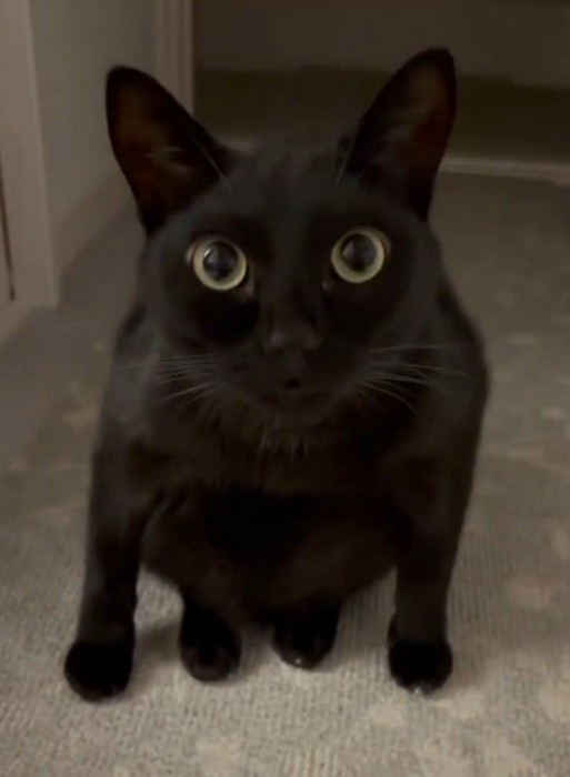 変な座り方の猫2(上から)